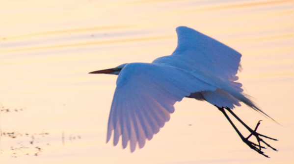 Kanwar Lake Bird Sanctuary
