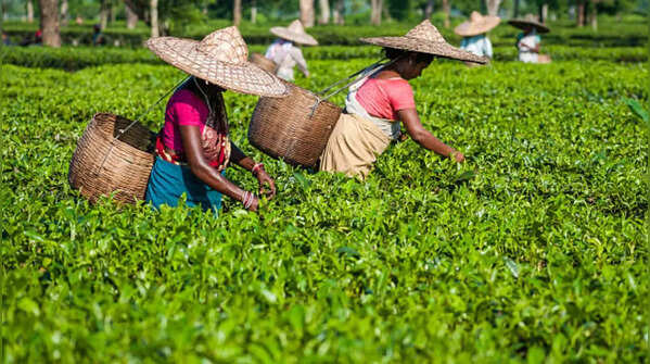 Assam