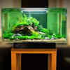 Let the tank cycle before adding fish