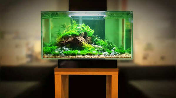 Let the tank cycle before adding fish