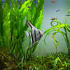 If keeping different types of fishes, choose the right species