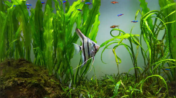 If keeping different types of fishes, choose the right species