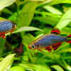 Choosing the right fish for your tank