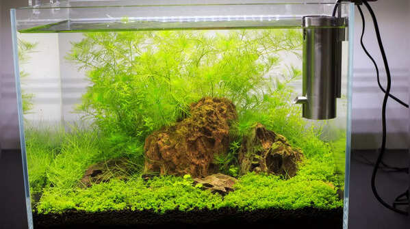 Choose the right tank size