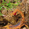 Article image for: Scorpion