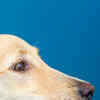 Article image for: They make excellent watchdogs