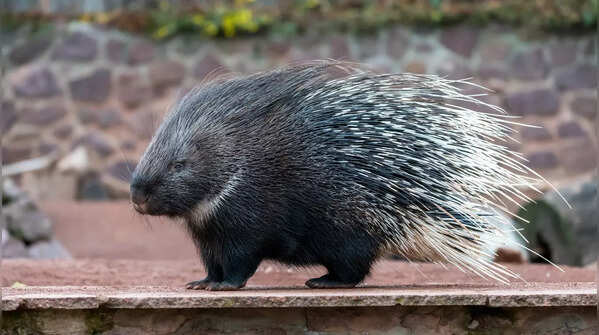 Cape Porcupine