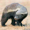 Honey Badger