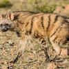 Aardwolf