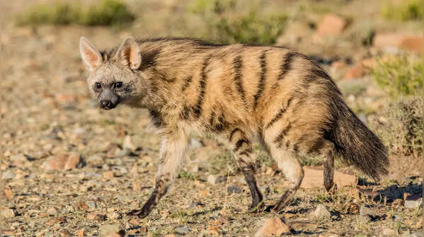 Aardwolf