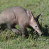 Aardvark