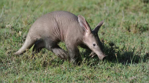 Aardvark