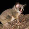 Lesser Bushbaby