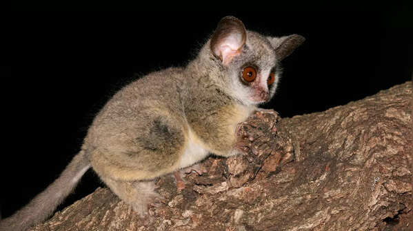 Lesser Bushbaby