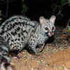 Small‑spotted or large‑spotted genet