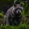 African Civet