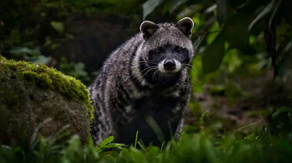 African Civet