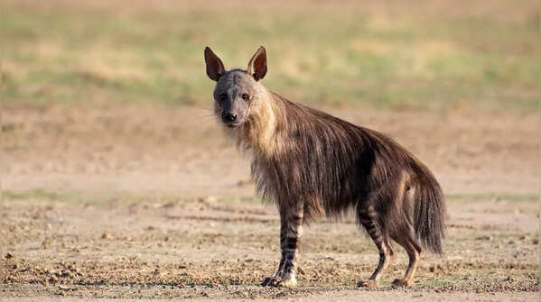 Brown Hyena