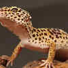 Leopard Geckos 