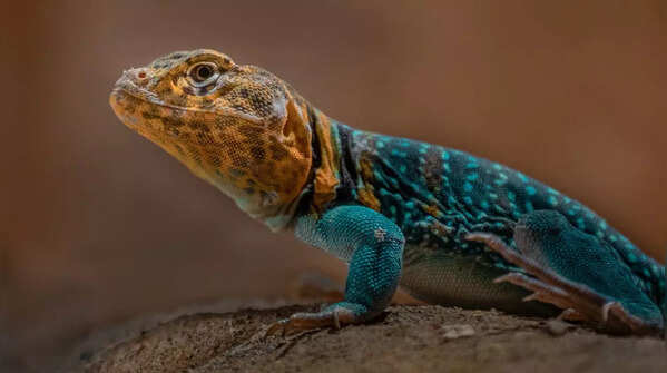 Eastern collared lizard