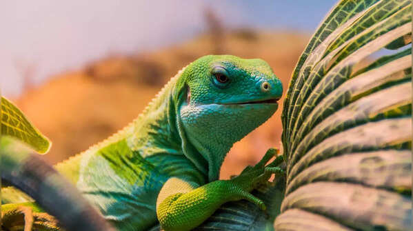 Fiji banded iguana