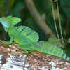 Green basilisk