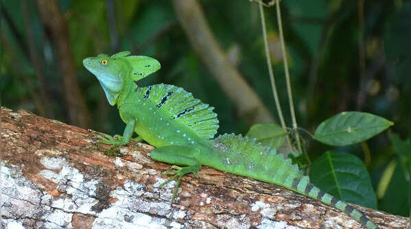 Green basilisk