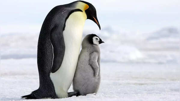 Emperor penguins