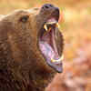 Bears