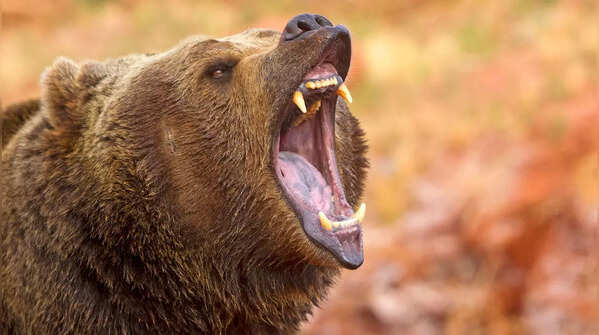 Bears