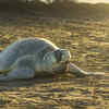 Olive Ridley sea turtles