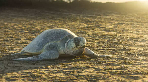 Olive Ridley sea turtles