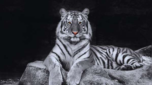 Nandankanan Zoological Park, Bhubaneshwar