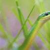 Calcutta Snake Park, Kolkata