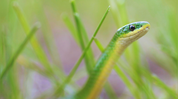 Calcutta Snake Park, Kolkata