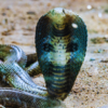 Parassinikadavu Snake Park, Kerala
