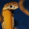 Chennai Snake Park, Chennai