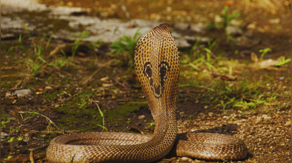 Why visit a snake park?