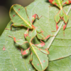  Leaf Insect