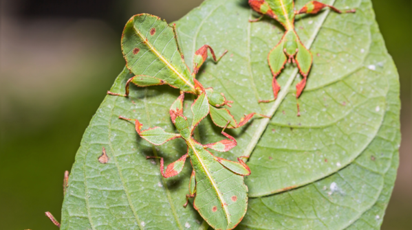 Leaf Insect