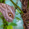 Owl Butterfly
