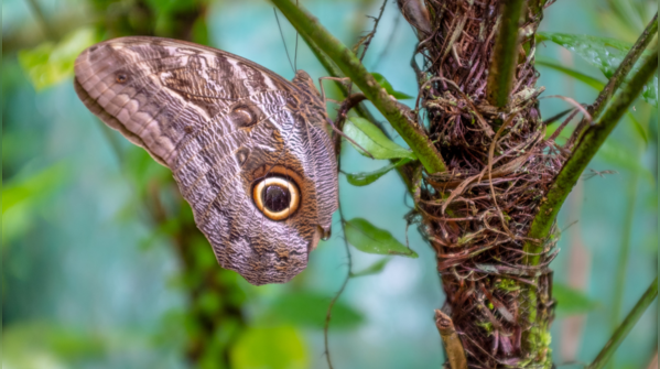 Owl Butterfly