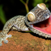  Leaf-Tailed Gecko