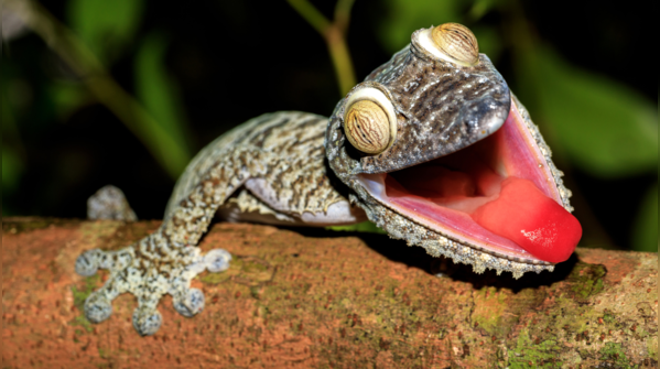 Leaf-Tailed Gecko