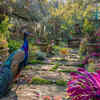 Article image for: Benefits of keeping <i class="tbold">peacock feather</i> at home