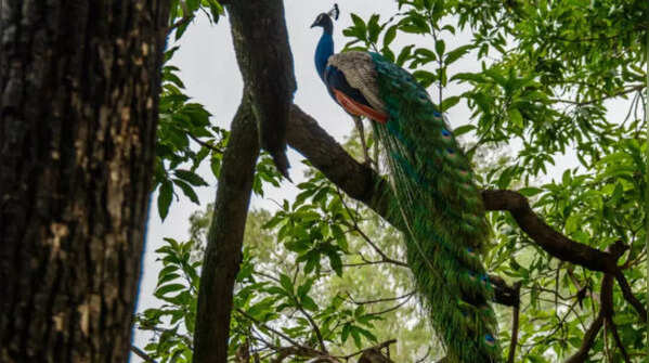 Kanpur Zoological Park (Allen Forest Zoo), Uttar Pradesh