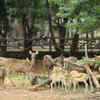 Arignar Anna Zoo, Chennai 