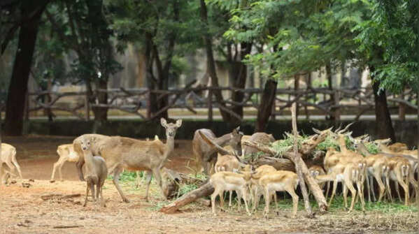 Arignar Anna Zoo, Chennai