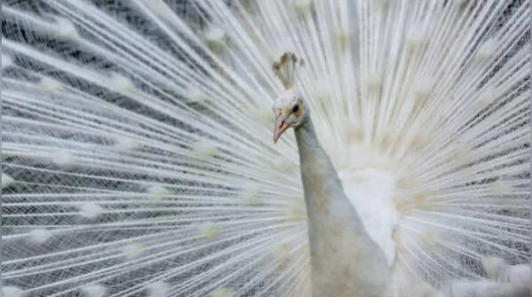 Mysuru zoo