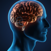 How Groundnut Oil complements brain repair